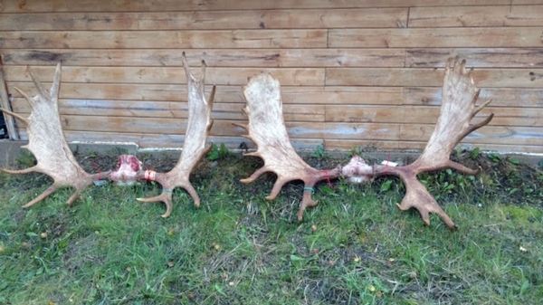 Alaskan Guided Moose Hunting Trips for Residents and Non Residents